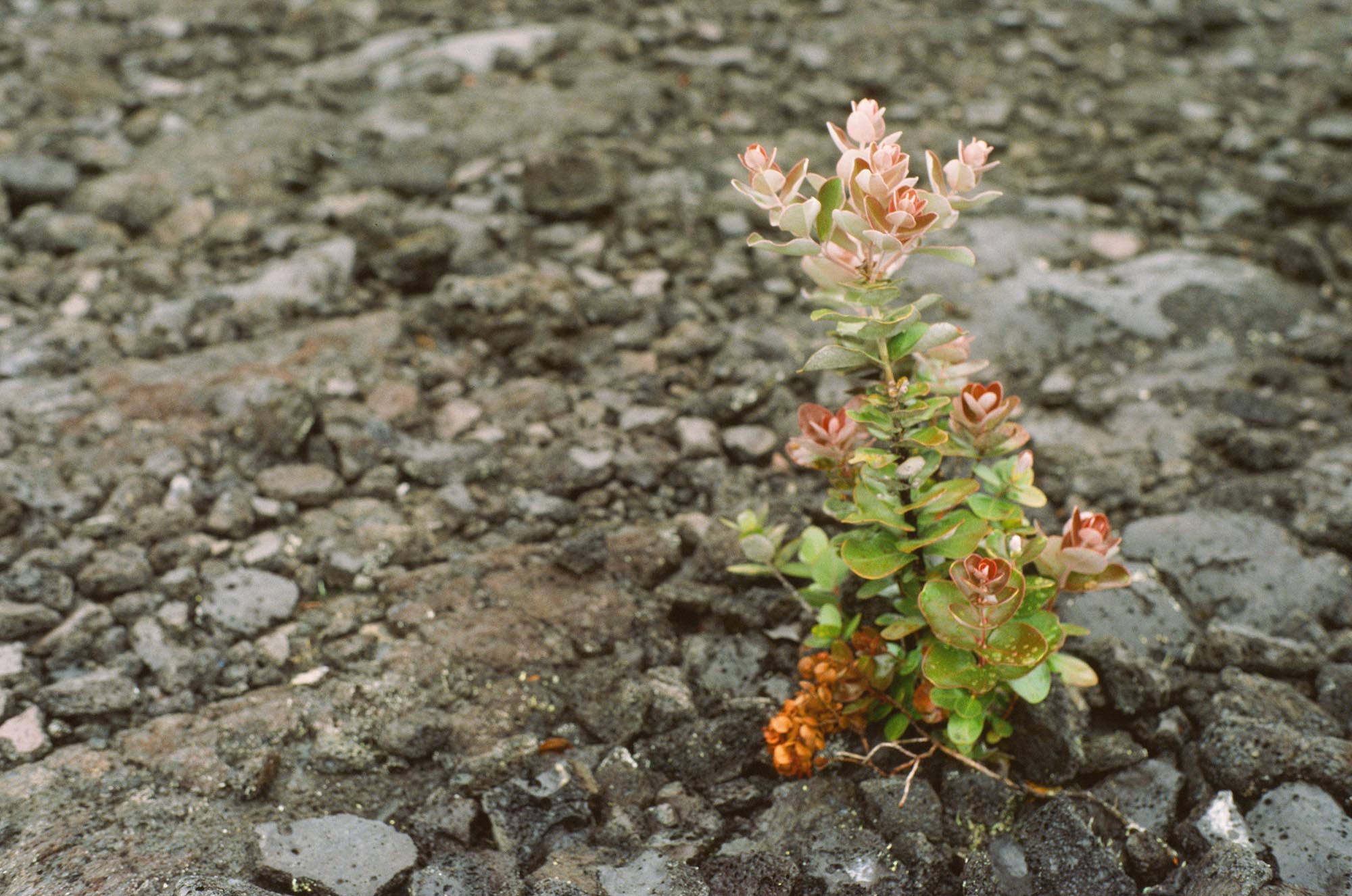 A small flowering plant in a lava field